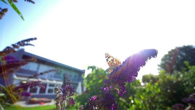 蝴蝶在花上的短视频，就在它飞走之前
