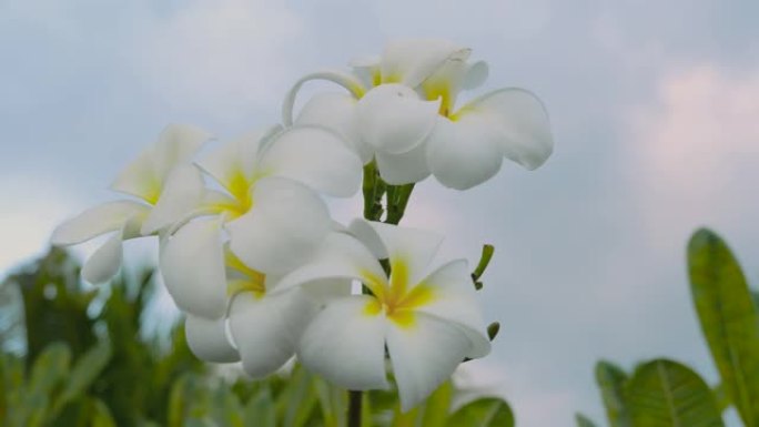 白色鸡蛋花在风中飘动，特写