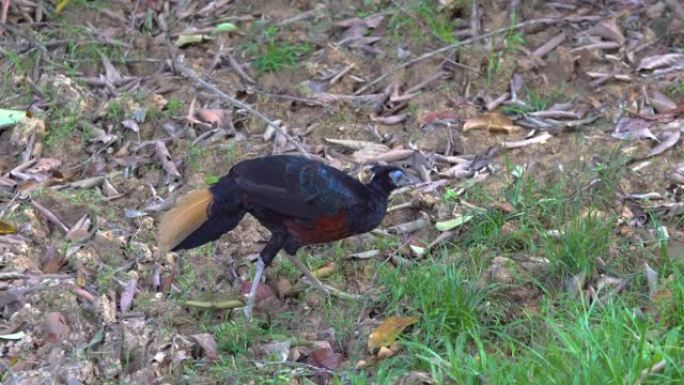 婆罗洲凤头火背是生活在婆罗洲丛林中的稀有鸟类。