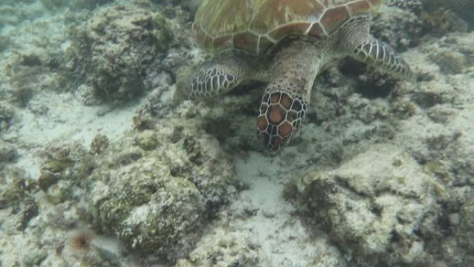 绿色海龟寻找食物特写展示龟海底水底
