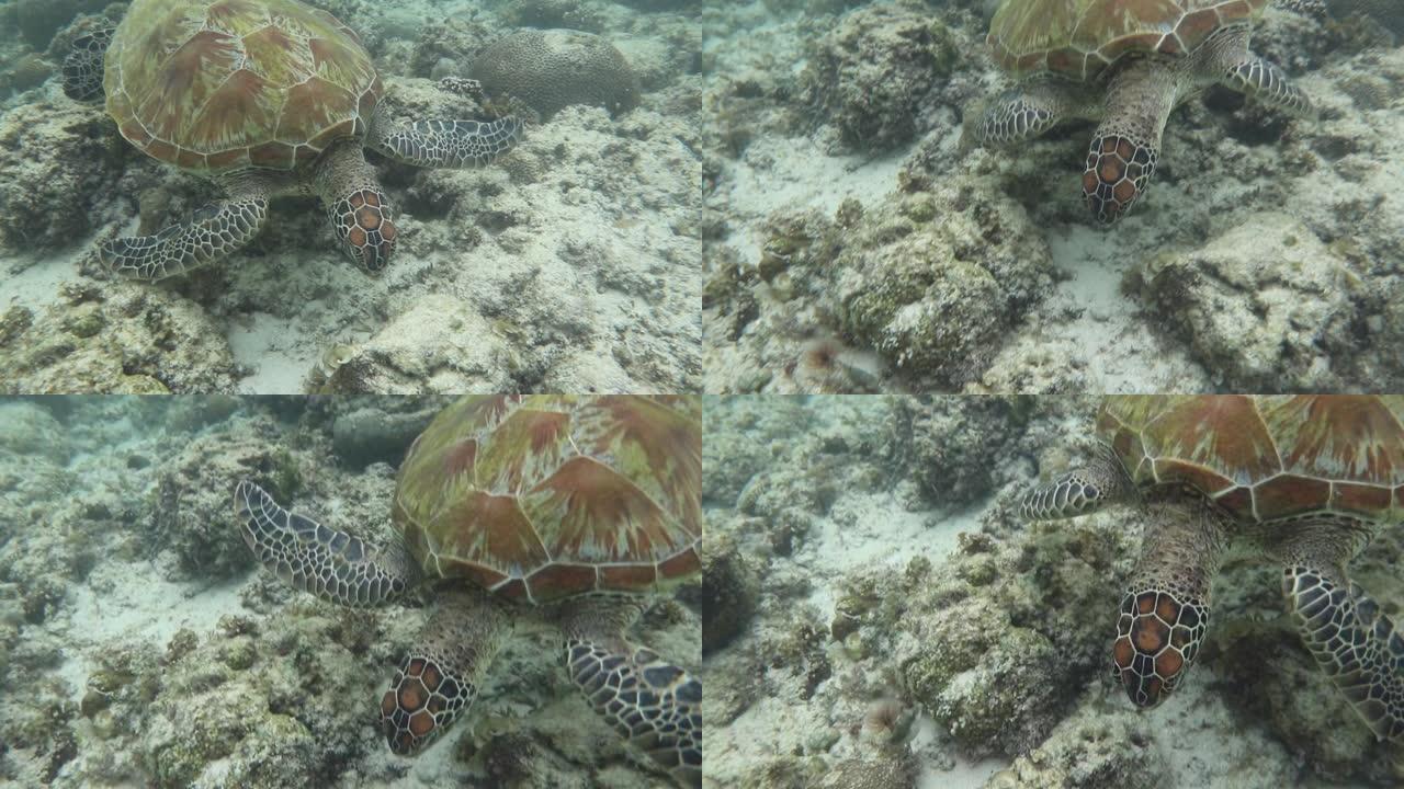 绿色海龟寻找食物特写展示龟海底水底