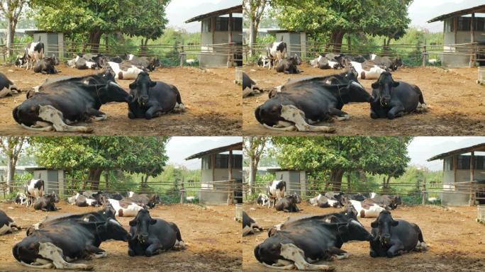 牛在农村农场睡觉