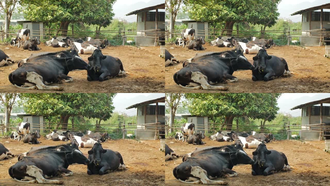 牛在农村农场睡觉