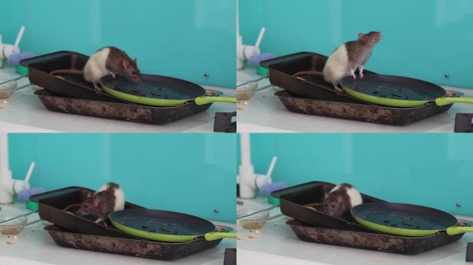 老鼠在肮脏的谴责中爬行，在厨房里吃东西。