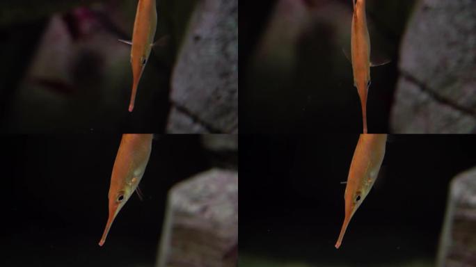 粉色鼻甲鱼-大鼻甲。在热带和亚热带海域也被称为Snipe小号鱼，snipe鱼，长棘belowfish