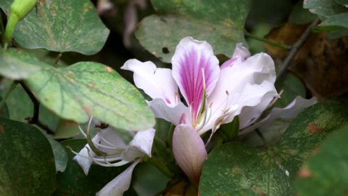 印度斋浦尔花园中漂亮的粉红色兰花树花