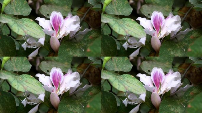 印度斋浦尔花园中漂亮的粉红色兰花树花