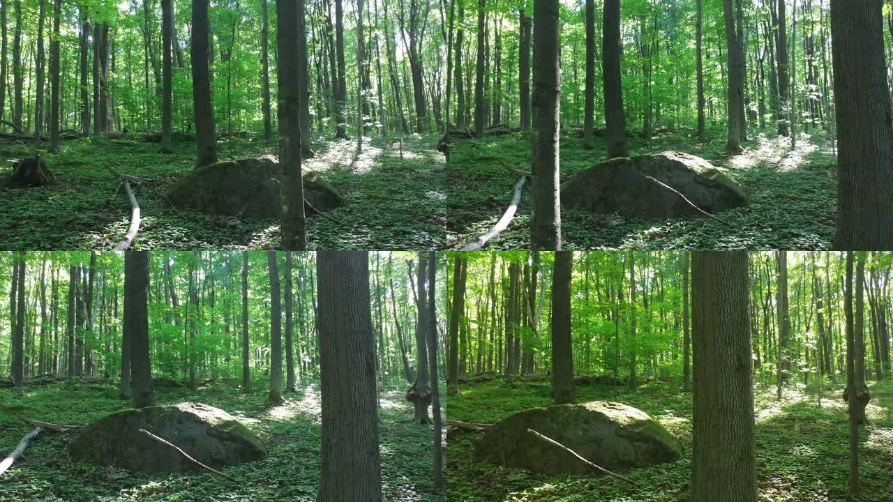 大型岩石位于森林地面上，其他枯枝附近有苔藓