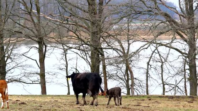 可爱的小灰牛，小牛跑在牧场上，有池塘。捷克景观