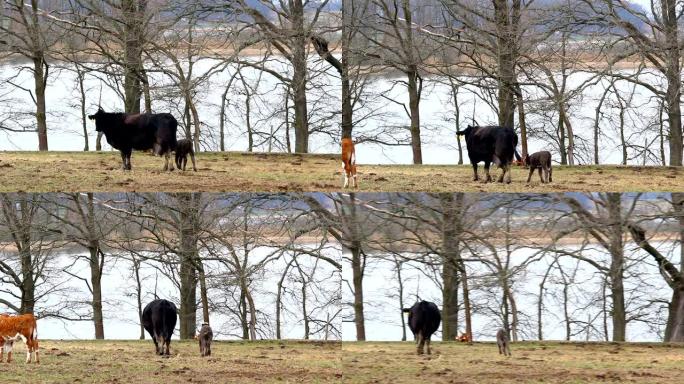可爱的小灰牛，小牛跑在牧场上，有池塘。捷克景观