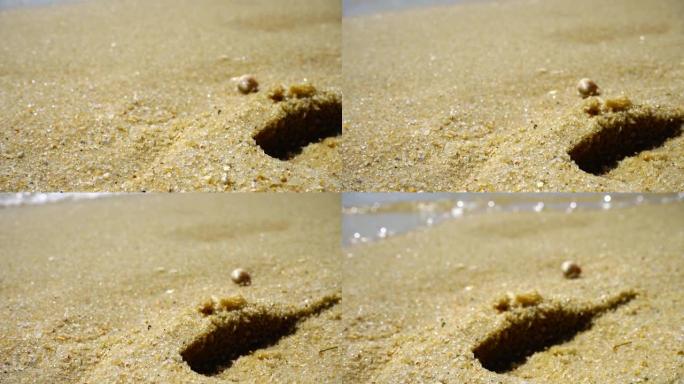 模糊的螃蟹在沙滩上行走，自然热带。
