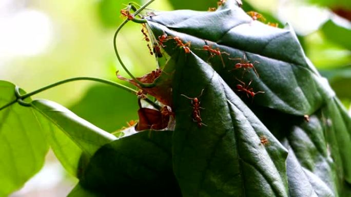 火蚁在它们用树叶做的房子上移动。