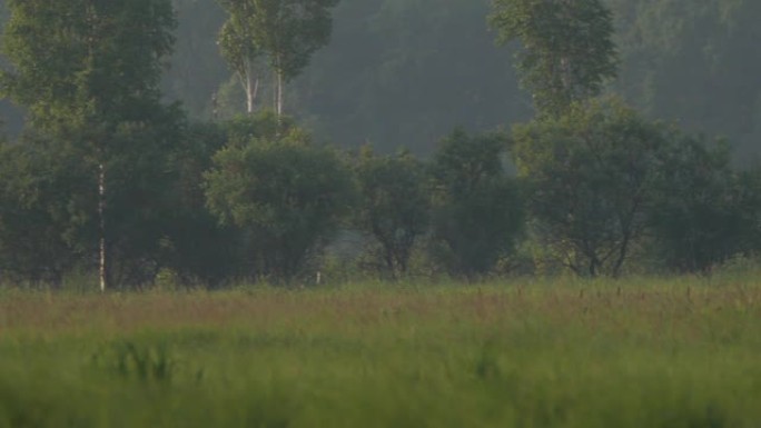 东方斑鸠 (Streptopelia orientalis) -兴安自然保护区