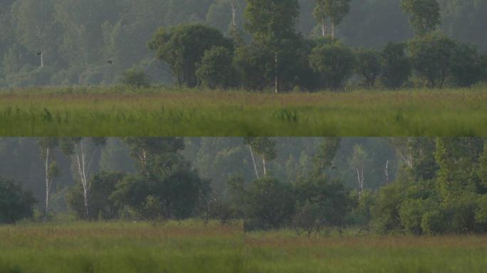 东方斑鸠 (Streptopelia orientalis) -兴安自然保护区