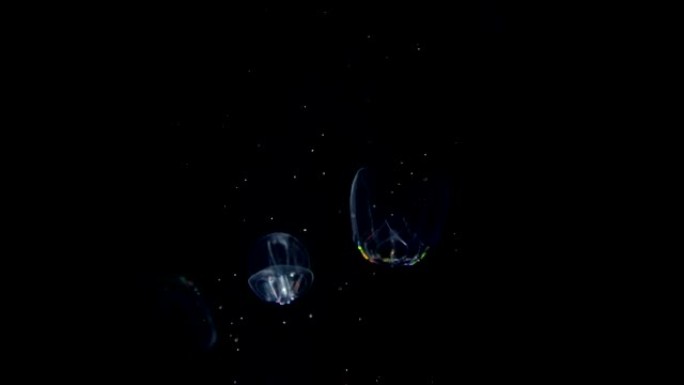在水下发光的水母chrysaora pacifica