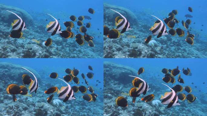 在太平洋的礁石上暗淡的蝴蝶鱼与横幅鱼的水下镜头。在大堡礁浮潜或潜水时的POV。慢动作，红色相机。