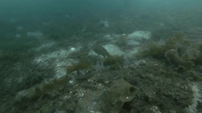开瓶塞或镀金头 (Symphodus melops) 游过长满褐藻，海带和海鞘殖民地透明海鞘或黄色海
