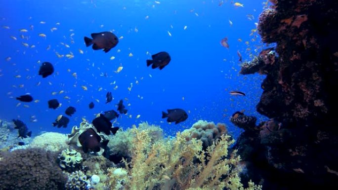 水下珊瑚礁大马哈鱼班纳鱼海底世界