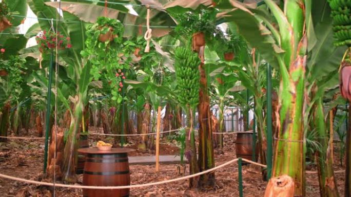 加那利群岛热带香蕉树的巨大种植园。许多绿叶大树。园林绿化、新鲜空气、碳氢化合物控制的概念