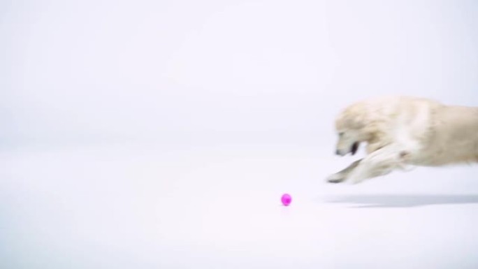 金毛猎犬在白色上玩球的慢动作