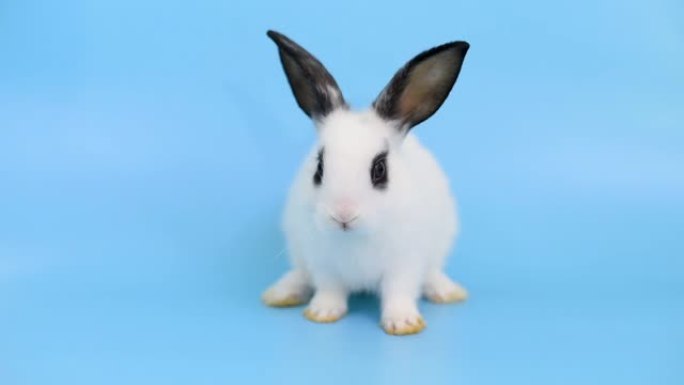 可爱的小白兔留在蓝屏上