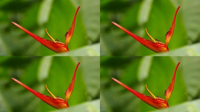 蚂蚁在粘稠的甜橙和黄色花朵上缓慢移动的特写镜头