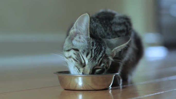 可爱的家常短毛猫猫吃银盘湿食物