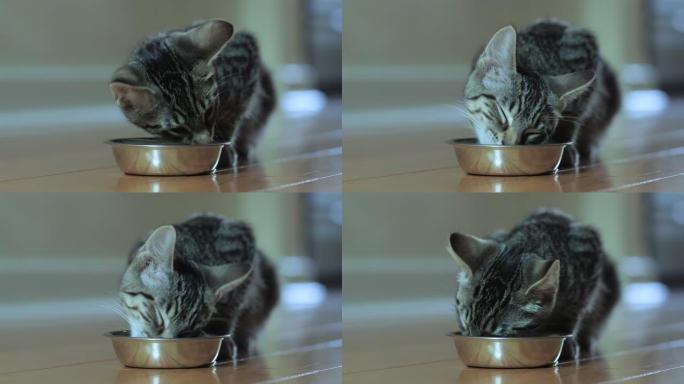 可爱的家常短毛猫猫吃银盘湿食物