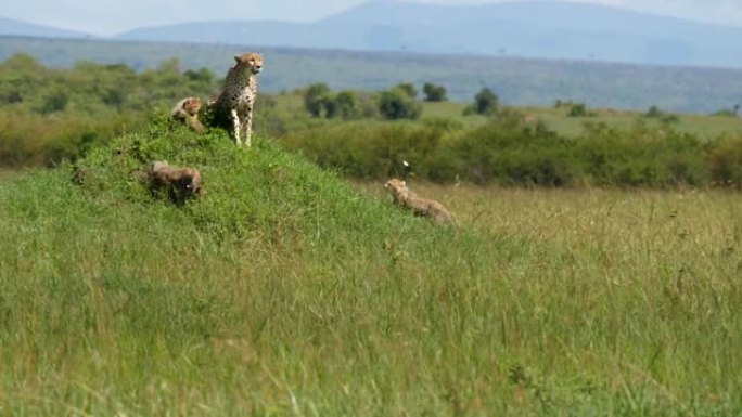 猎豹妈妈和幼崽豹非洲豹狩猎