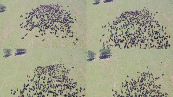 空中无人机拍摄了一大群奶牛在牧场上移动 (加利福尼亚州莫德斯托)