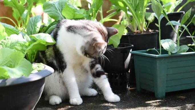 虎斑猫在户外绿色花园清洁自己