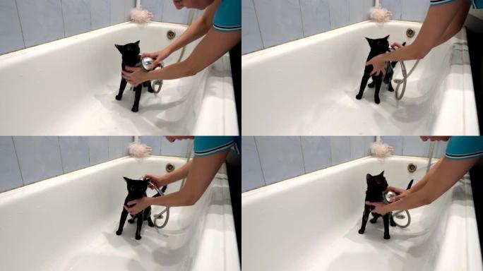 一名成年妇女在白色的浴缸里给一只黄色大眼睛的黑猫洗澡，然后用淋浴时的水倒水。保护动物。生活方式。概念