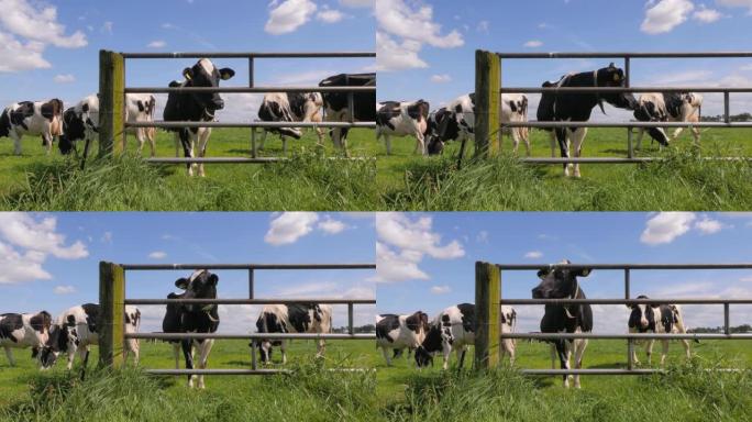 荷尔斯泰因黑白牛在荷兰的草地上放牧