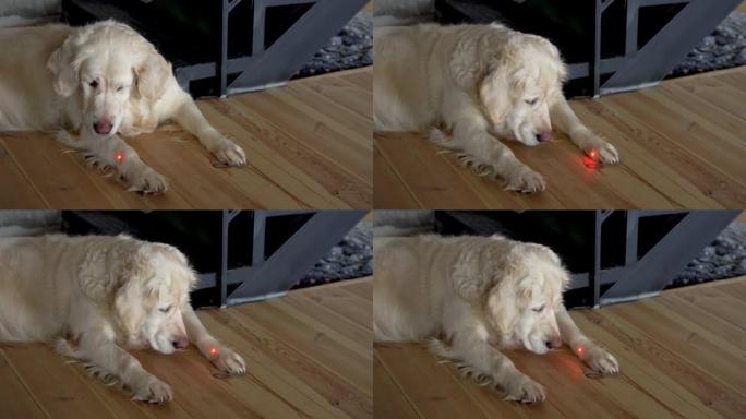 有趣的视频。大白狗在公寓的地板上玩激光笔。