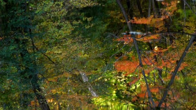 秋天的风景。五颜六色的树木在池塘上反射。