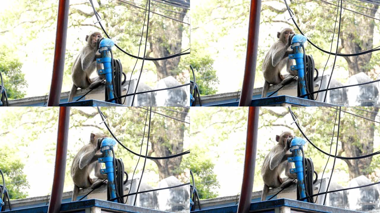 城里的猴子。小猴子实拍视频