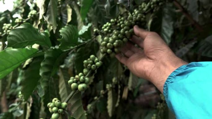 4K，咖啡种植园的树枝上有红色和绿色浆果的咖啡树。