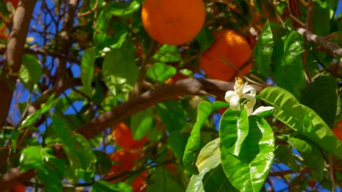 柑橘树上有成熟的橘子和花朵的树枝