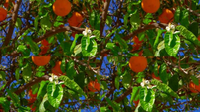 柑橘树上有成熟的橘子和花朵的树枝