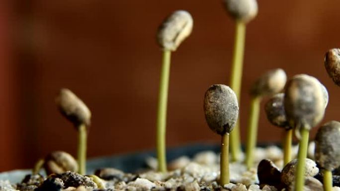 种植咖啡幼苗，咖啡豆种植