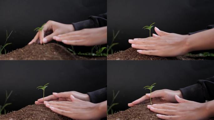 女人的手在播种种子，在地球日慢动作园艺
