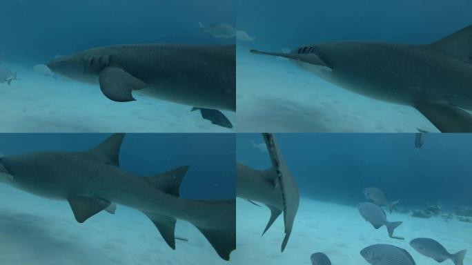 黄褐色护士鲨鱼-Nebrius ferrugineus在印度洋，马尔代夫，亚洲的沙质海底的蓝色水中游