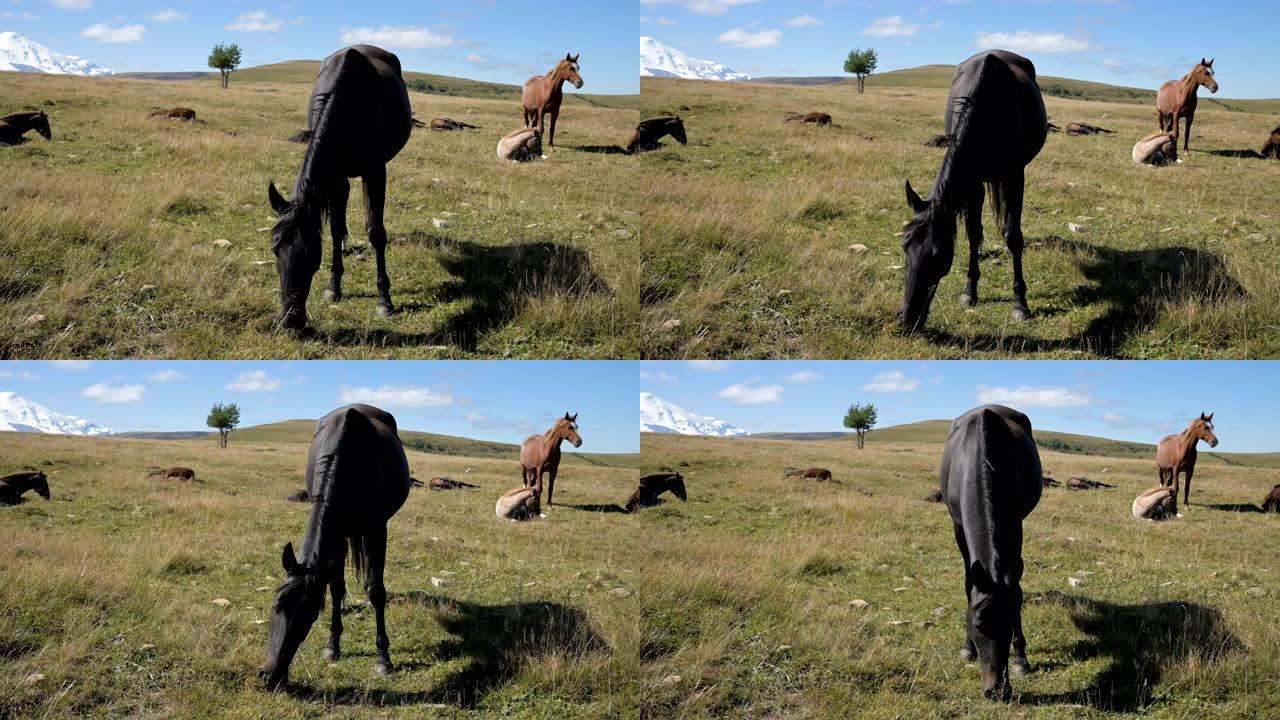在阳光明媚的秋天，一匹黑色的家养马在山间草地上放牧。农场马术概念