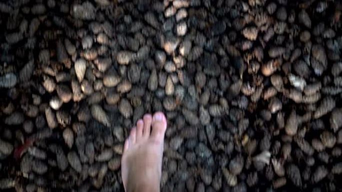 赤脚的人走在干燥的落松或冷杉球果上健康的感官路径。