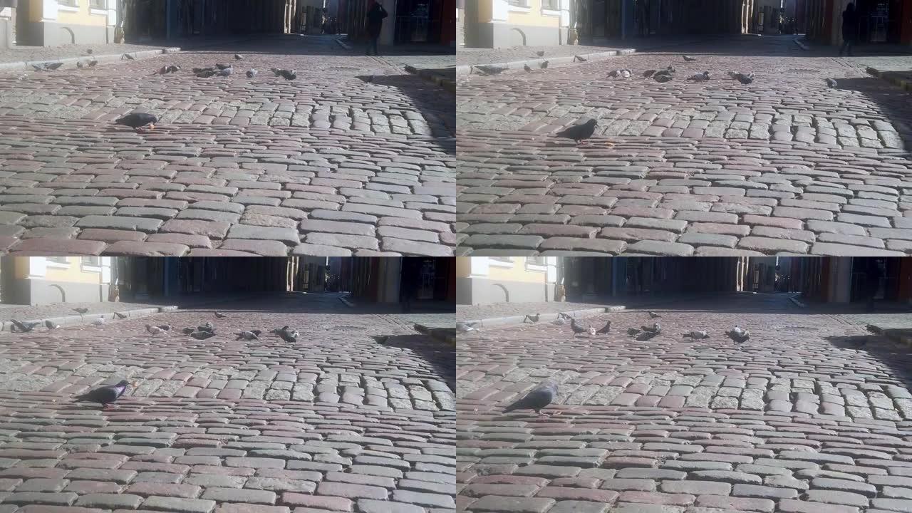 鹅卵石路面上的一群城市黑鸽。