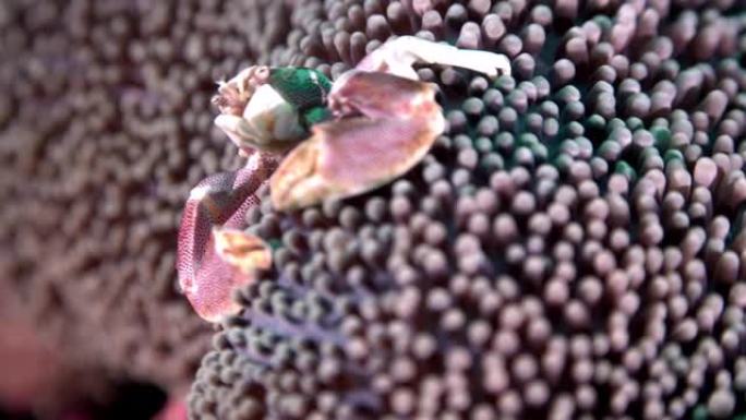 斑点瓷蟹特写海底世界海洋生物探索斑点瓷蟹