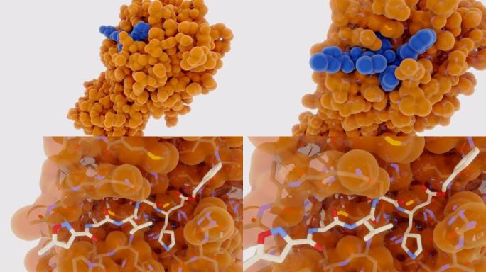 ot与抑制剂结合的冠状病毒主蛋白酶的活性位点