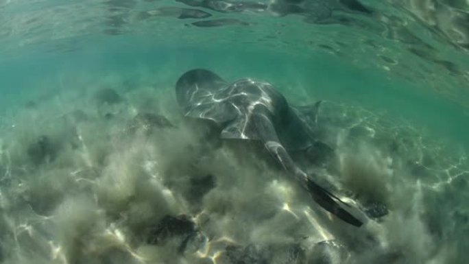 黄貂鱼生物多样性魔鬼鱼浅海风光