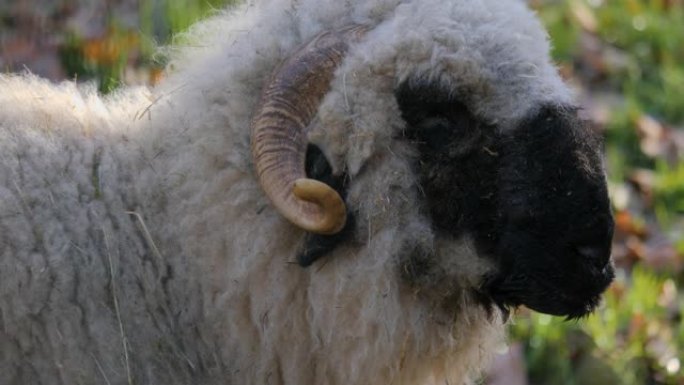 黑鼻羊的特写黑鼻羊