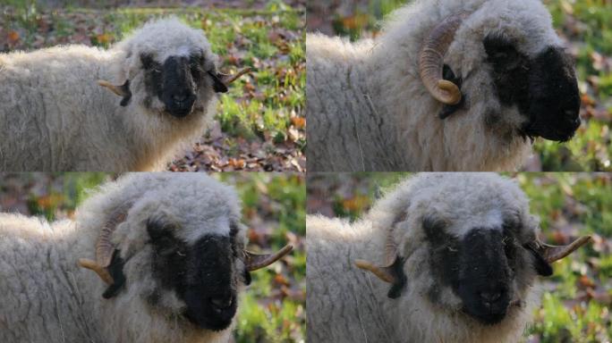 黑鼻羊的特写黑鼻羊